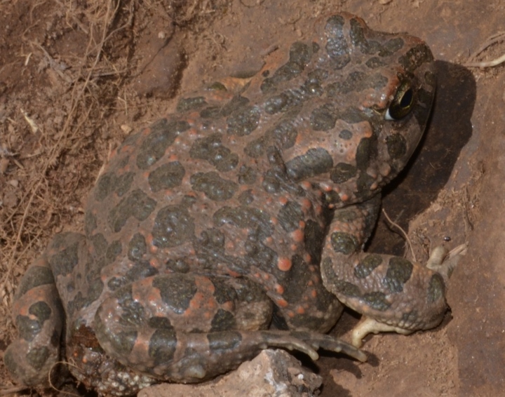 Due Bufo viridis? Sardegna (ora Bufotes balearicus)